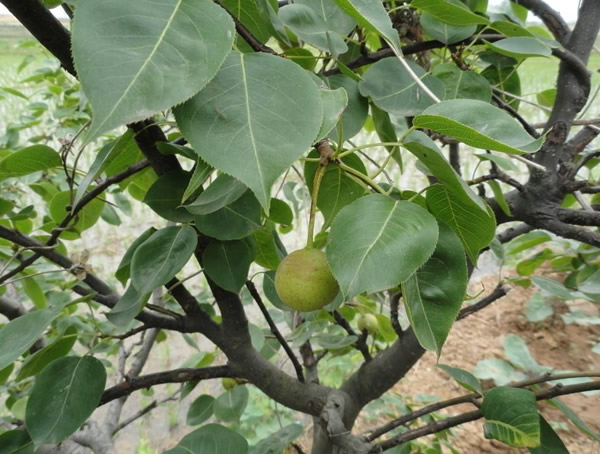 南果梨价格-图片-形态特征-生长环境以及分布范围
