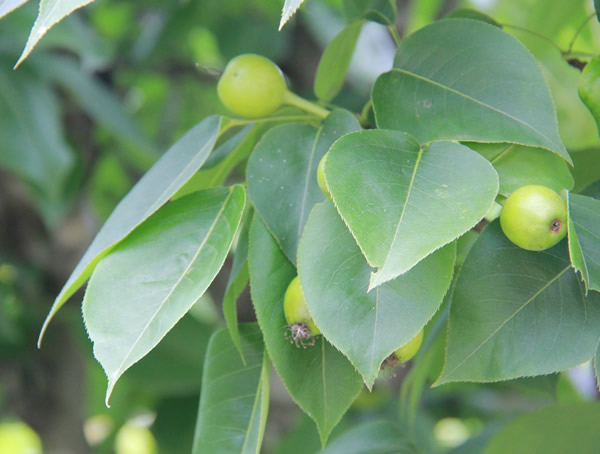 南果梨的生长习性是什么？