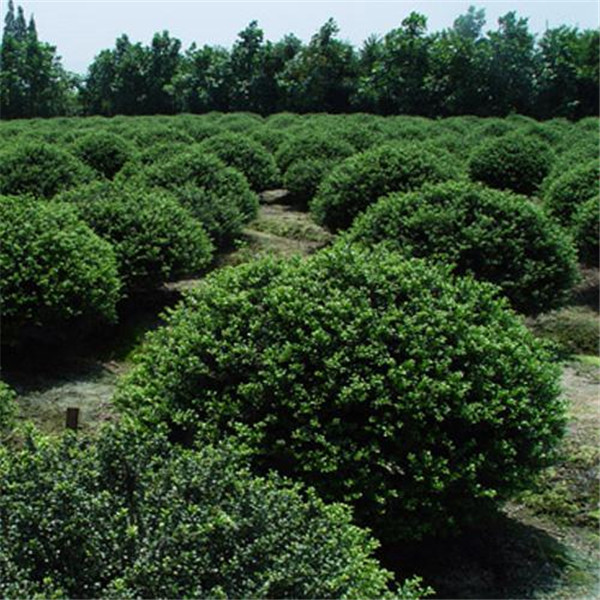 龟甲冬青报价