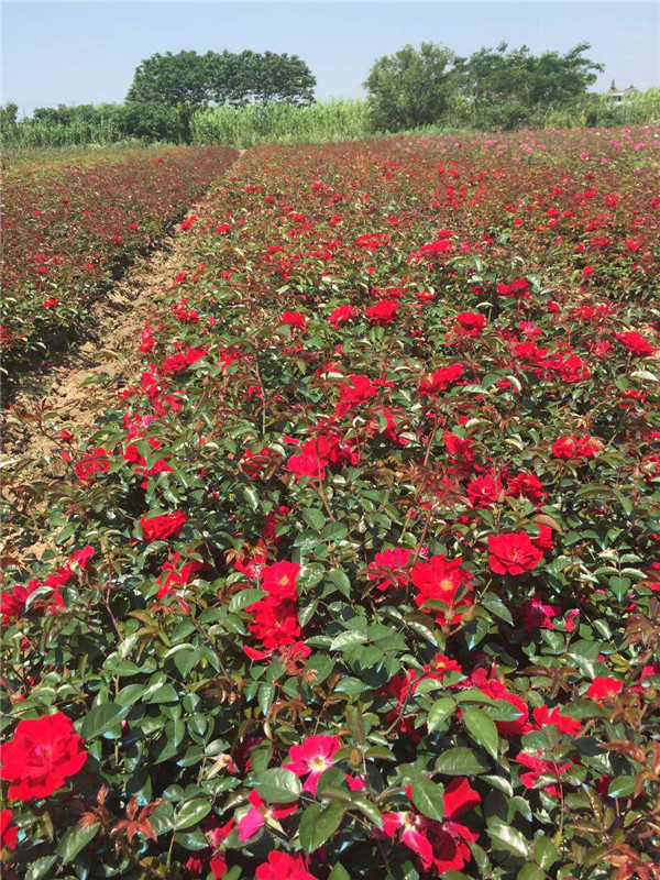 红帽子月季报价