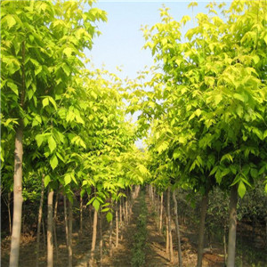 金叶复叶槭报价