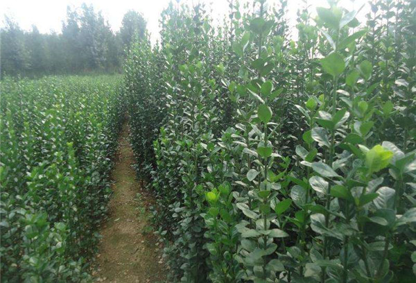 北海道黄杨报价