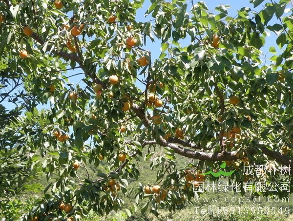 杏树的作用与功效，杏树有什么作用？