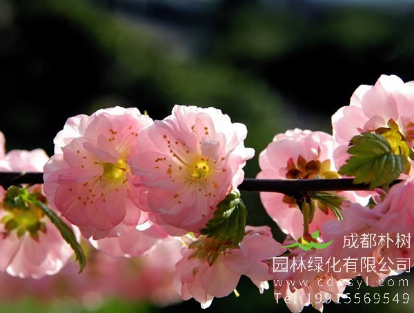 杏树一般在几月开花？