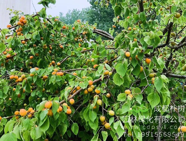 杏树的果实什么时候成熟？