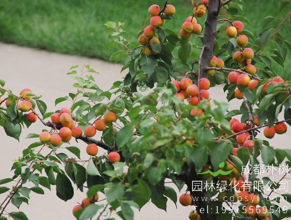 杏树的繁殖方式、栽培技术以及病虫防治方法介绍