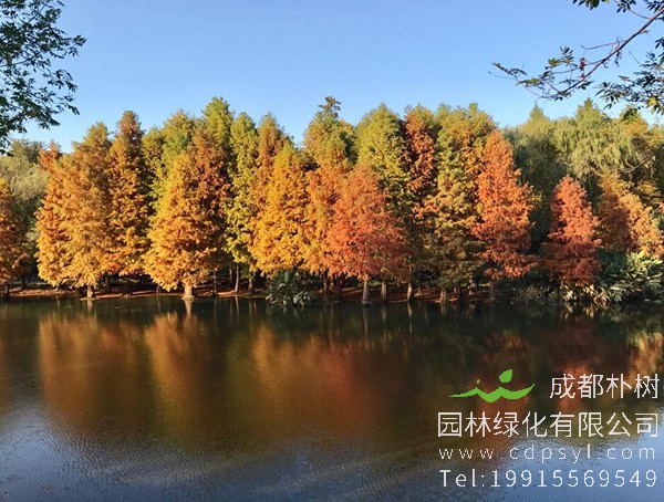 落羽杉价格-图片-形态特征-生长习性-分布范围以及主要价值