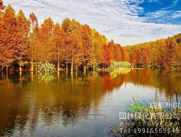 墨西哥落羽杉的主要价值有哪些？