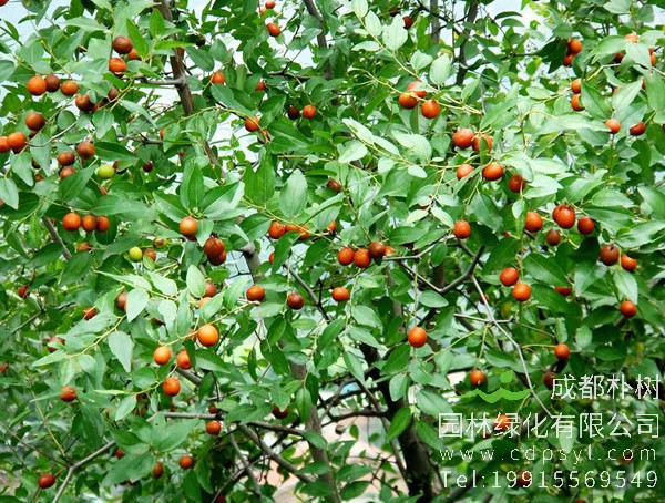 南酸枣价格-图片-形态特征-生长环境-地理分布以及主要价值