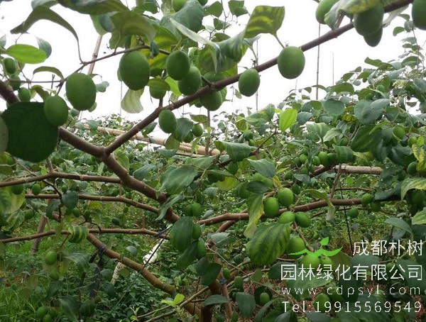 南酸枣的园地选择、种植密度、水肥管理以及整形修剪介绍