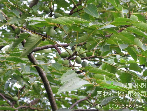 南酸枣和酸枣有什么区别？