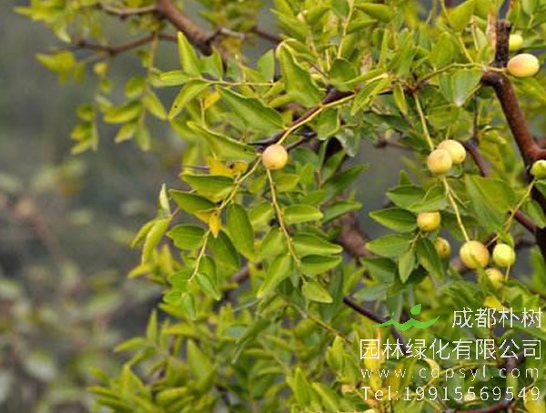 南酸枣价格-图片-形态特征-生长环境-地理分布以及主要价值