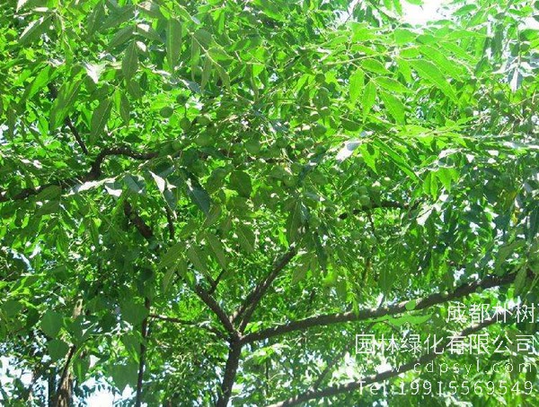 野生南酸枣花是否为雌雄同株？