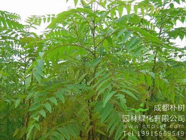 南酸枣和黄皮是同一种植物吗？