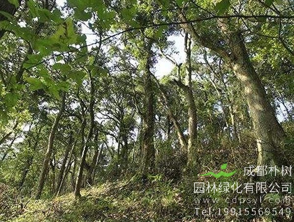 南酸枣的养殖方法：南酸枣怎么养？