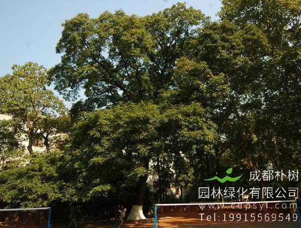 南酸枣早上空肚吃有什么用处？