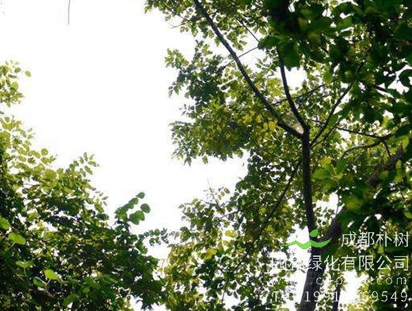 南酸枣的叶子是怎样的？