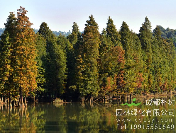 落羽杉的繁殖方式以及栽培技术介绍