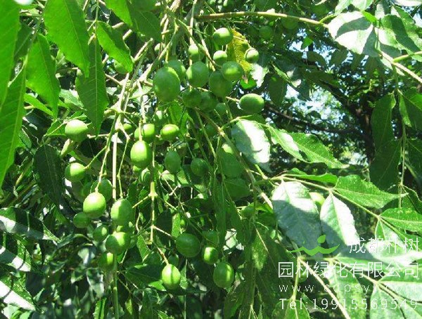 南酸枣山东能种植吗？