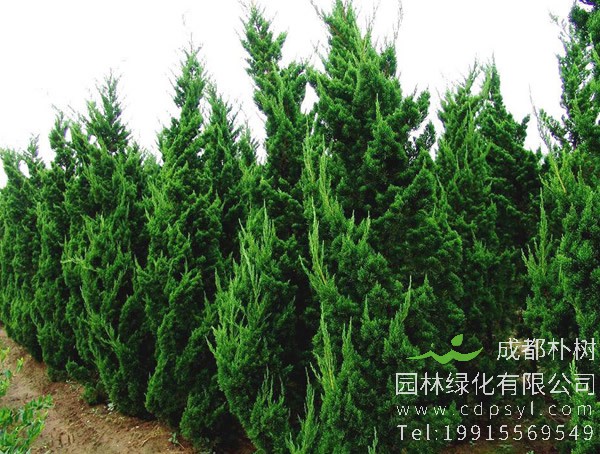 龙柏价格-图片-形态特征-生长环境-分布范围以及主要价值