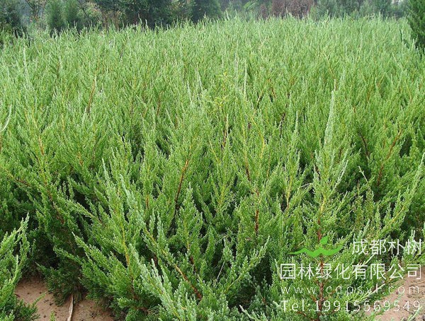 龙柏价格-图片-形态特征-生长环境-分布范围以及主要价值