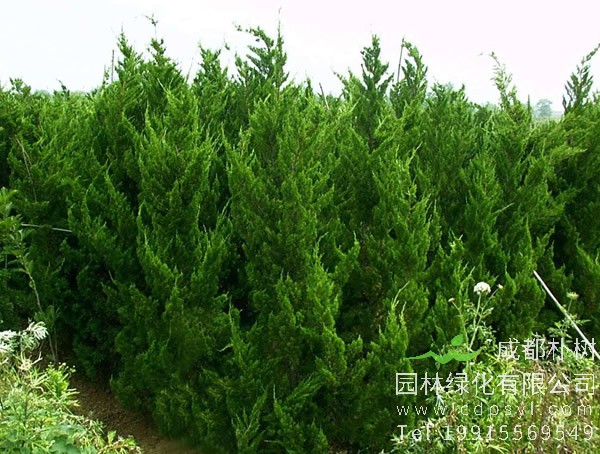 龙柏价格-图片-形态特征-生长环境-分布范围以及主要价值