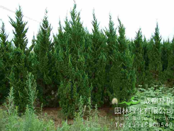 龙柏要怎样整形修剪？