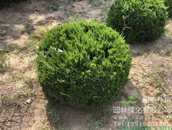 龙柏能做盆景吗？