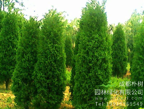 龙柏扦插有什么窍门？