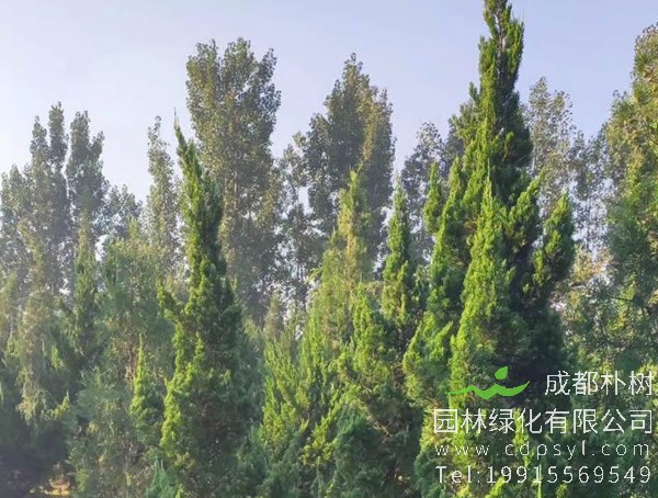 龙柏的景观用途有哪些？