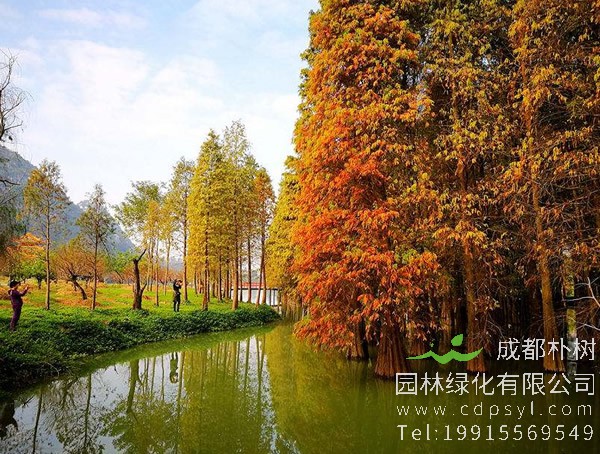 落羽杉价格-图片-形态特征-生长习性-分布范围以及主要价值