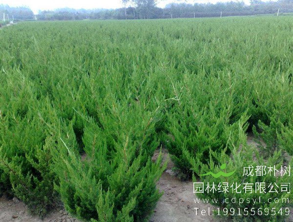 盆栽龙柏有哪些注意事项？