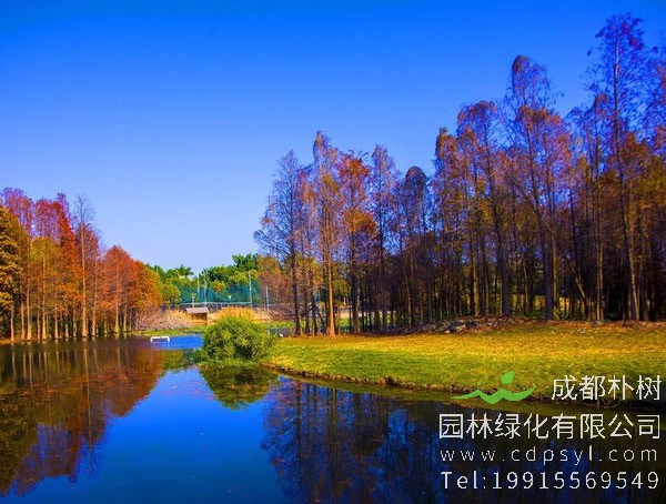 落羽杉价格-图片-形态特征-生长习性-分布范围以及主要价值