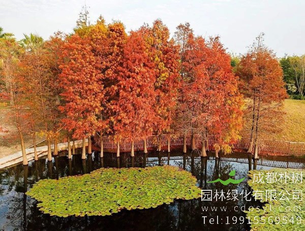 落羽杉几月看比较漂亮？