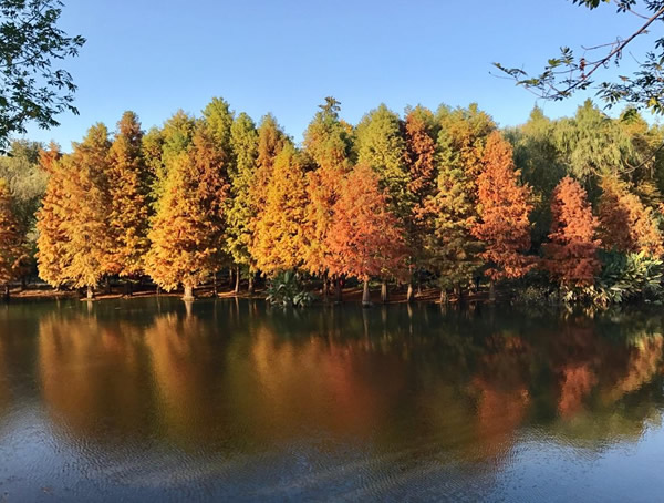 落羽杉价格-图片-形态特征-生长习性-分布范围以及主要价值