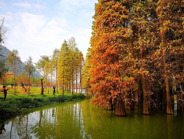 落羽杉和水杉有什么区别？