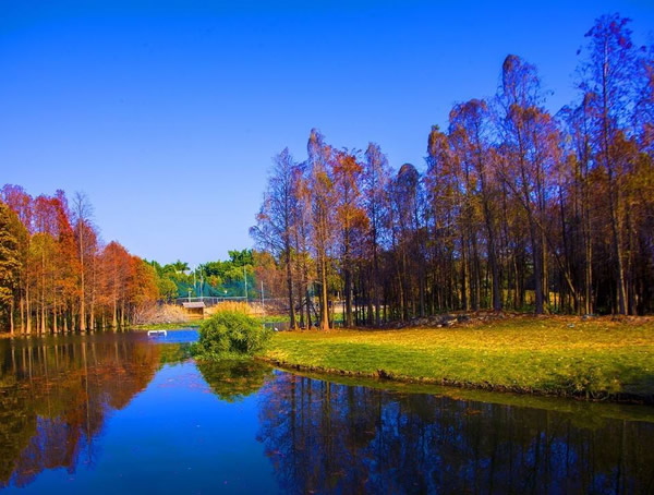 落羽杉分布在中国哪些地方？