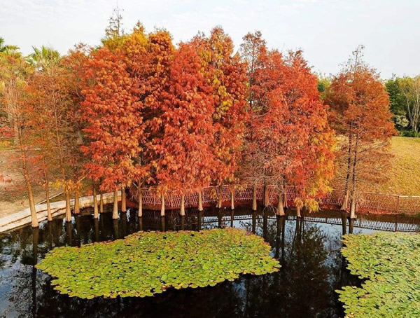 落羽杉几月看比较漂亮？