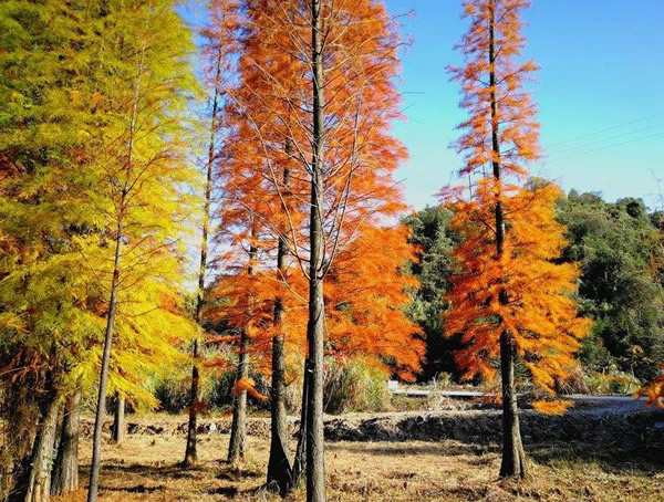 墨西哥落羽杉是常绿还是落叶树种？