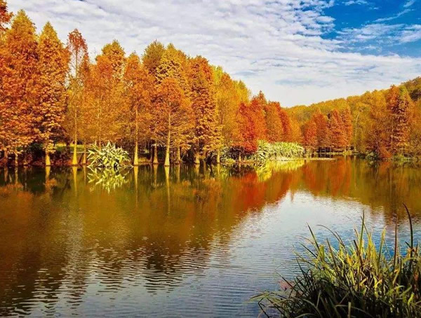 墨西哥落羽杉的主要价值有哪些？