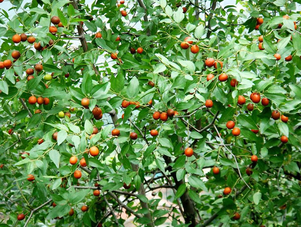 南酸枣价格-图片-形态特征-生长环境-地理分布以及主要价值