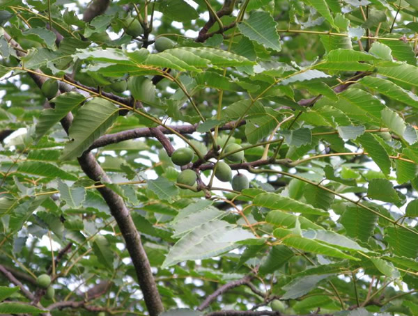 南酸枣和酸枣有什么区别？