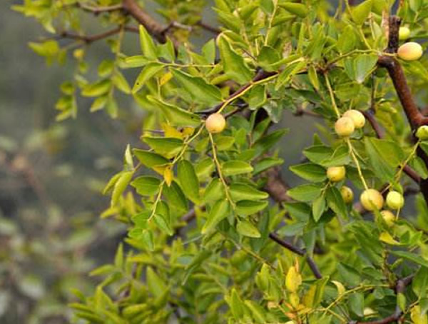 南酸枣的功效，南酸枣核有什么用？