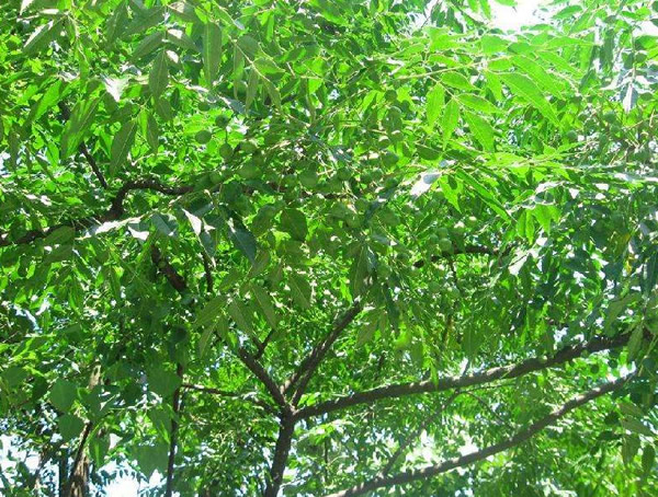 野生南酸枣花是否为雌雄同株？