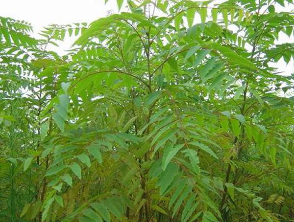 南酸枣和黄皮是同一种植物吗？