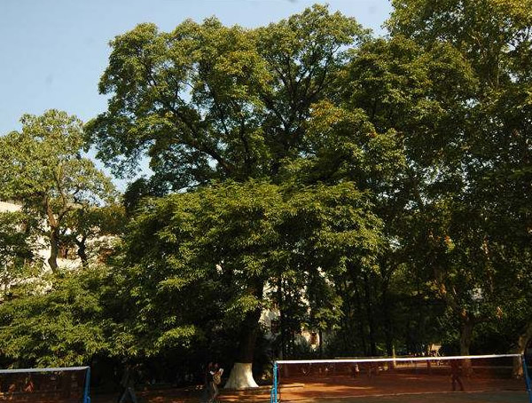 南酸枣早上空肚吃有什么用处？