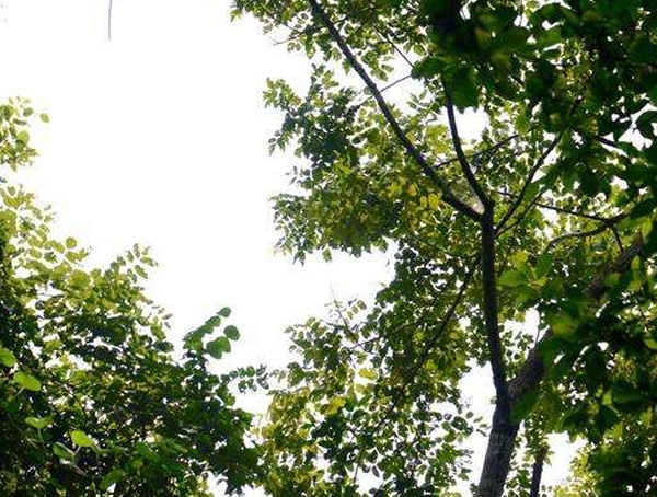 南酸枣的叶子是怎样的？