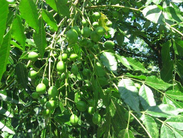 南酸枣山东能种植吗？