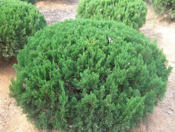 龙柏价格-图片-形态特征-生长环境-分布范围以及主要价值