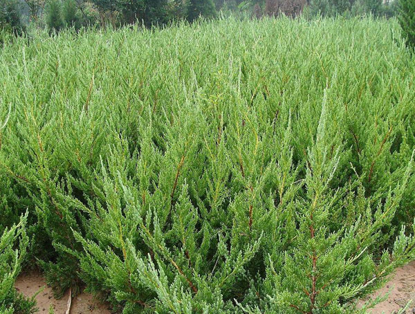 圆柏，龙柏，桧柏的区别有哪些？